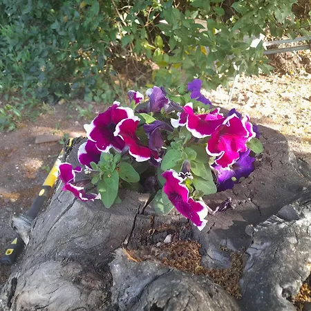 Bella Vista Bed & Breakfast Dorgali